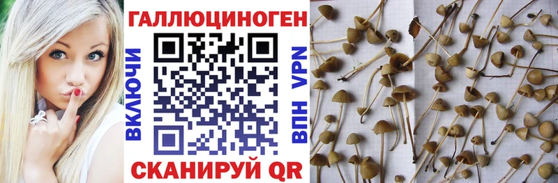 Галлюциногенные грибы GOLDEN TEACHER  как найти наркотики  Зеленоградск 